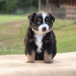 Miniature Australian Shepherd Puppies from Vigilante Mini Aussies