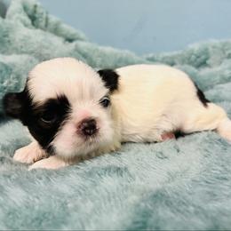 Oreo - Black and white female Shih Tzu puppy in Hawthorne, Florida from Simply Southern Shihtzus