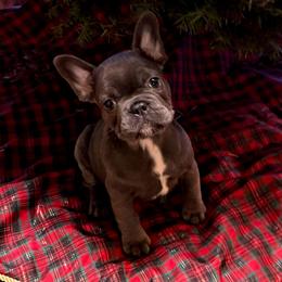 Sapphire - Blue female French Bulldog puppy in Graham, Washington from Kristy's French Bulldogs & Mini Schnauzers