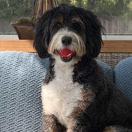 Rosie - Bernedoodle