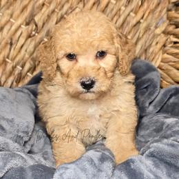 Colt - Yellow and white male Bernedoodle puppy in Cleveland, Georgia from Jam's Doodles And Poodles