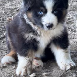 TA1 - Black tri-color female Australian Shepherd puppy in Ada, Ohio from Windy Hill Aussies