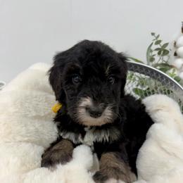 Wreath Cookie - Phantom male Bernedoodle puppy in Hegins, Pennsylvania from Bubbling Springs Doodles, LLC