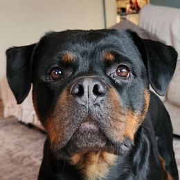 Opal - Rottweiler