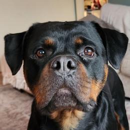 Opal - Rottweiler