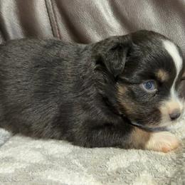 Dede - Black tri female Miniature Australian Shepherd puppy in Dillwyn, Virginia from Sand Creek Toy and Mini aussies