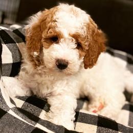 Aussiedoodle and Goldendoodle Puppies from Jackson County Doodles