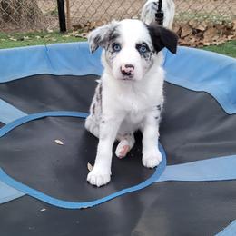 Jade - Slate merle female Border Collie puppy in Morgan, Texas from Shooting Star Ranch