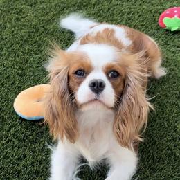 Sophia - Cavalier King Charles Spaniel