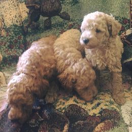 Bichon Frises and Poodles from Clas Haus