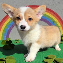 Female 1 - Red female Pembroke Welsh Corgi puppy in Unicoi, Tennessee from East Tennessee Clark Corgis