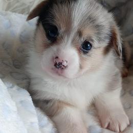 Pembroke Welsh Corgi Puppies from Amatskennel - Stubby Tails Ranch