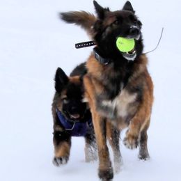 Moriah - Belgian Tervuren
