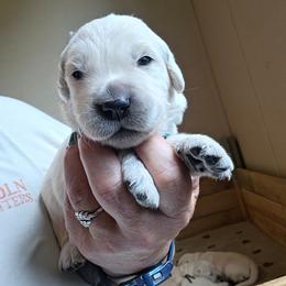 Yellow - Golden male Golden Retriever puppy in Lucasville, Ohio from Halo Kennels
