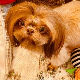 Gracie - Shih Tzu