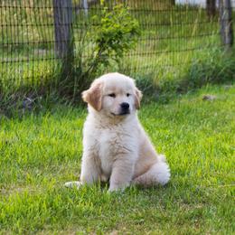 Golden Retriever Puppies from Honeysweet Goldens