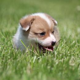 Frosty - Red male Pembroke Welsh Corgi puppy in Fort Madison, Iowa from Bellwether Acres
