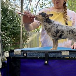 Chihuahua puppies from Fiddlefigg Chihuahuas