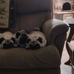 Pugs from Marcum Pugs