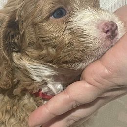 Red Abstract - Red  male Poodle puppy in S AI Nt Joseph, Missouri from The Poodle Patch