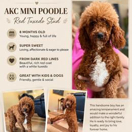 Poodle Puppies from Top Shelf Toy Dogs