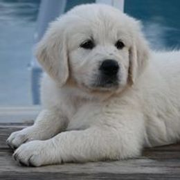 Golden Retriever Puppies from Smokey Mountain English Goldens