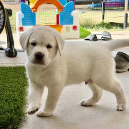 Newborn - Yellow male Labrador Retriever puppy in Gilbert, Arizona from Mad Rabbit Labradors