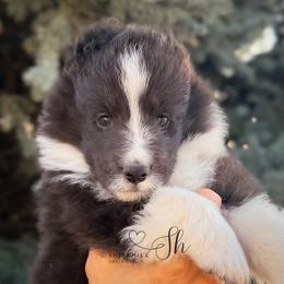 Clover - Black and white female Shetland Sheepdog puppy in Windsor, Colorado from Shirehill Shelties