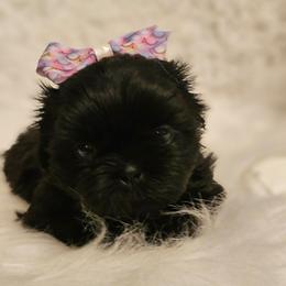 Akc, Boo,  on hold - Black female Shih Tzu puppy in Dexter, Kentucky from Enchanting Shih tzu