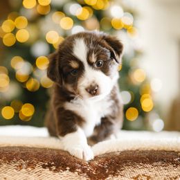 Pam - Red tri female Miniature Australian Shepherd puppy in Pocatello, Idaho from R Heart Mini Aussies