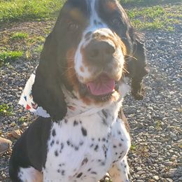 Dugan - English Springer Spaniel