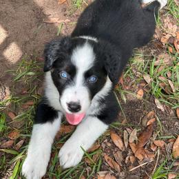 Black Sparkle - Black tri-color female Australian Shepherd puppy in Tallahassee, Florida from H&H Red Gate Farm