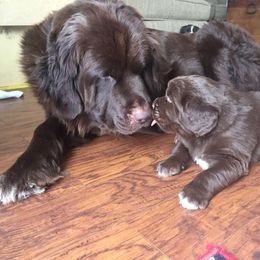 Newfoundland Puppies from Rocky Fork Newfoundlands