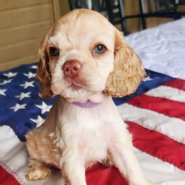 Purple Girl - Buff female Cocker Spaniel puppy in Beggs, Oklahoma from Southern Country Cockers