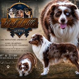Breaker - Miniature American Shepherd