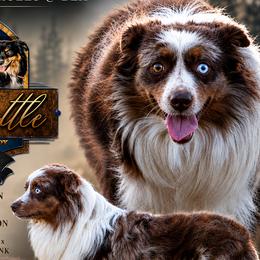 Breaker - Miniature American Shepherd
