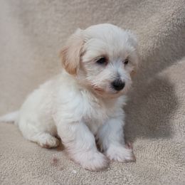Blonde - Apricot female Maltipoo puppy in Walterboro, South Carolina from Puddlejumpers