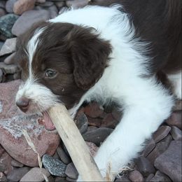 Aussiedoodle Puppies from DuWoof