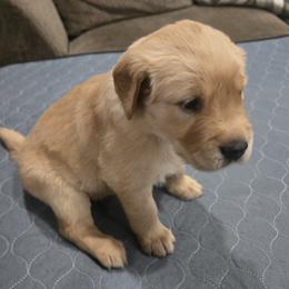 Pink Collar - Golden female Golden Retriever puppy in El Dorado Hills, California from Asperheim Golden Retriever Puppies