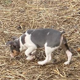 Kai - White and blue male Rat Terrier puppy in Gig Harbor, Washington from DHart Farm & Kennel