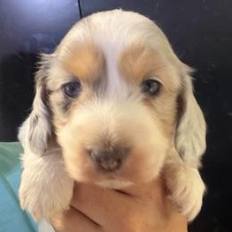 Jack - Dapple male Dachshund puppy in Bigfork, Minnesota from Dachshunds Up North