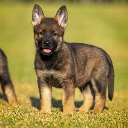 German Shepherd Puppies from Sommerfeld German Shepherds