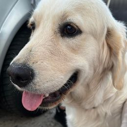 Paris - Golden Retriever