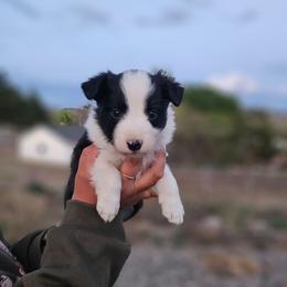 Oregano - Black and white male Border Collie puppy in Dewey, Arizona from Fásach Stockdogs