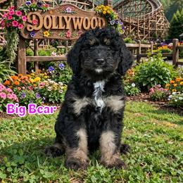 Big Bear - Phantom female Bernedoodle puppy in Banner Elk, North Carolina from Walnut Tree Bernedoodles