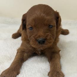 Boy 2 - Red  male Goldendoodle puppy in Haleyville, Alabama from Susan’s Prefurred Doodles