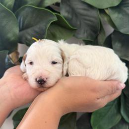 Zinnia (Yellow) - Parti female Goldendoodle puppy in Payson, Utah from Life_on. Paws