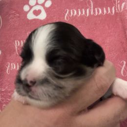 Mack - Merle male Chihuahua puppy in Brooklyn, Connecticut from Ladybug Chihuahuas