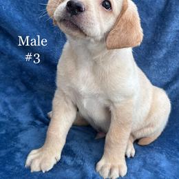 Third born - Yellow male Labrador Retriever puppy in Antwerp, Ohio from Clark’s Loyal Labradors