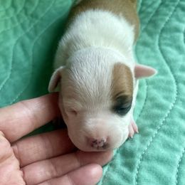 Cicada - Red female American Staffordshire Terrier puppy in Monroe, Georgia from Irresistibull Staffords